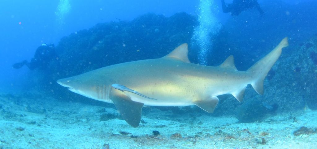 f4461bb0-2dbf-410d-a3f8-ff5dbe45c6b2