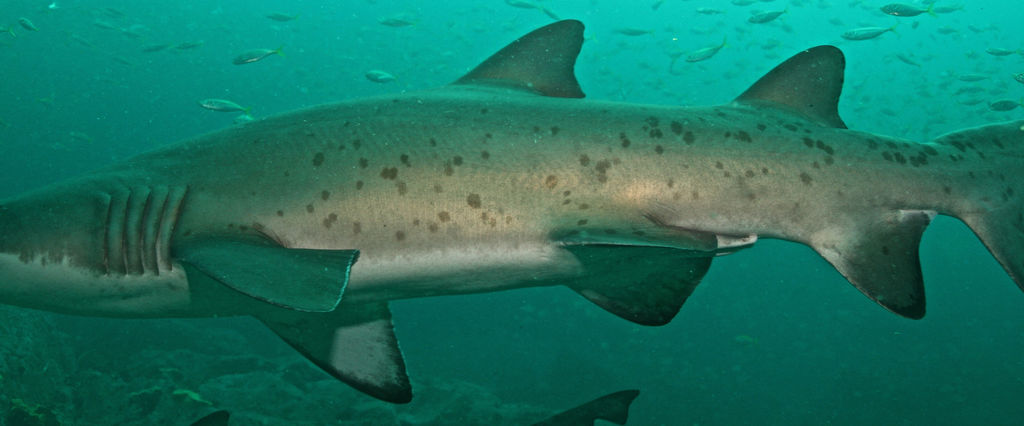 7997d142-d7fb-4fe1-a949-b28bfb994a49