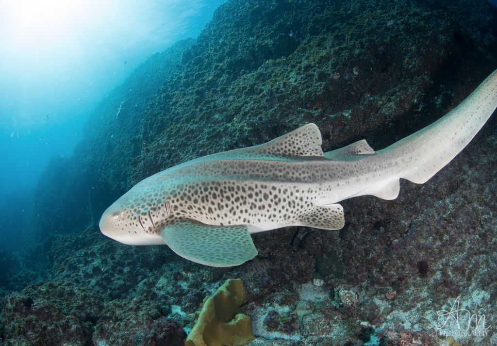 cccdbe72-589f-4366-b24a-acfac1c80adc