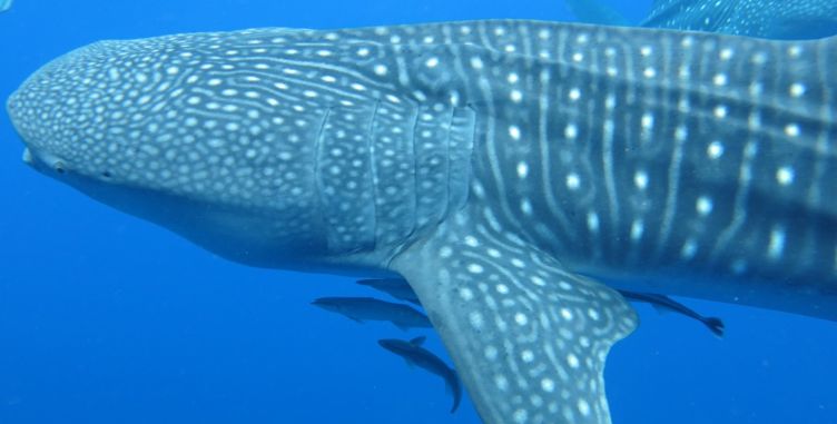 1d3d96a9-f677-4735-8ef8-c18ae35d4113