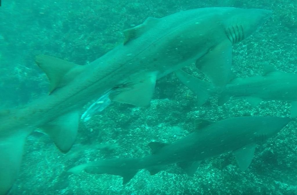 f2f5eea7-2616-4d91-837b-7d95ad046523