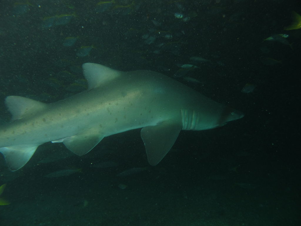 98f2d928-fc5a-4a1d-9291-864df94fc869