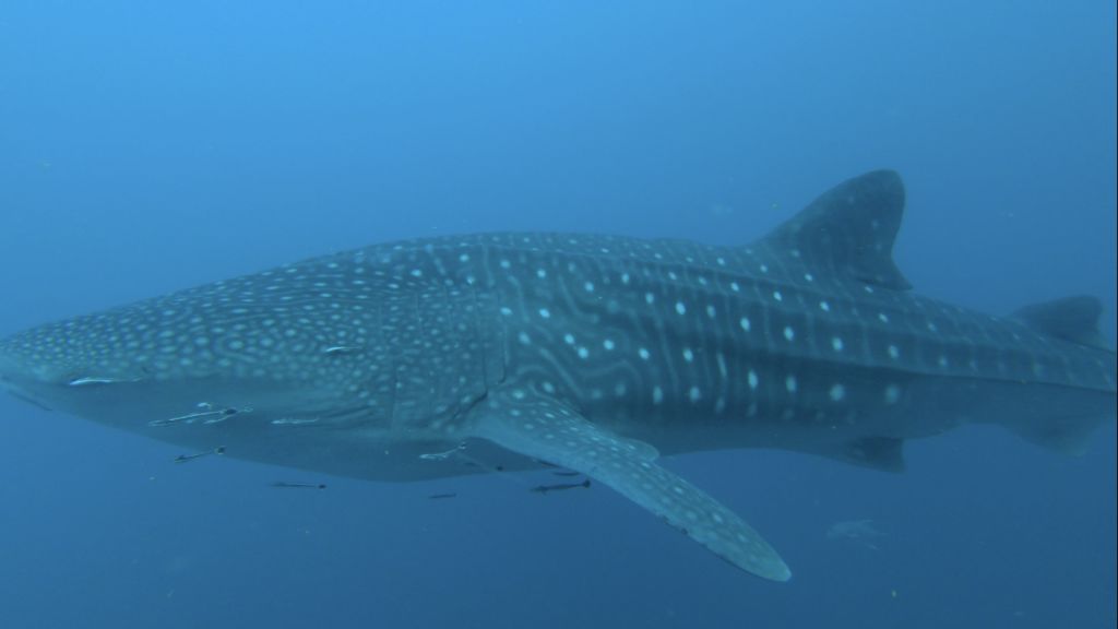 74808e6a-9b0e-48ad-889d-16bbdb831fab