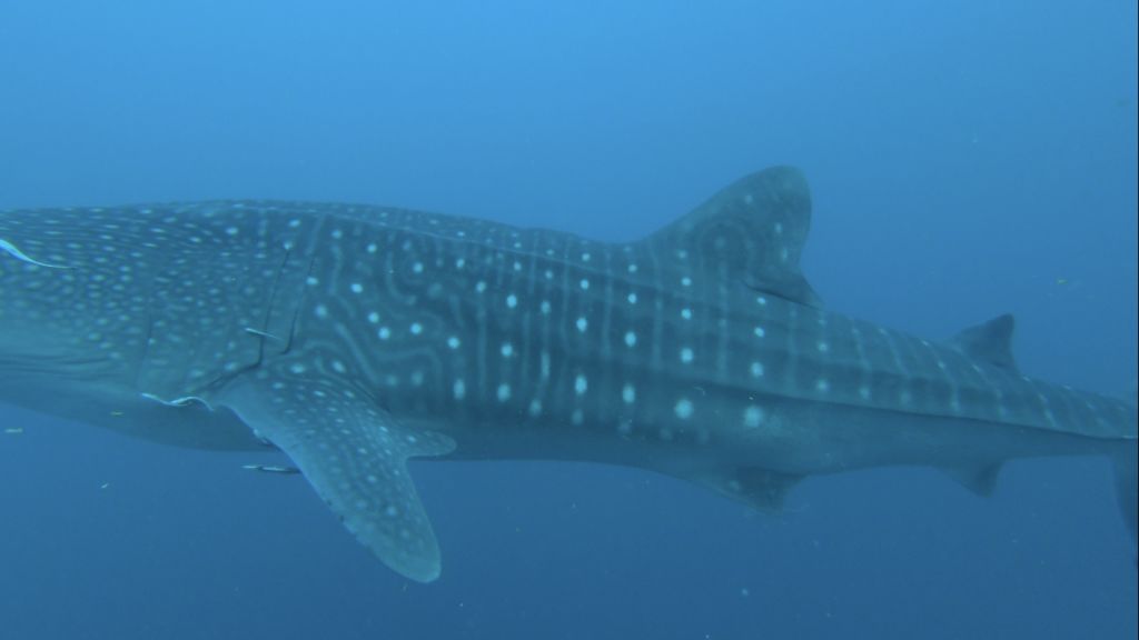 74808e6a-9b0e-48ad-889d-16bbdb831fab