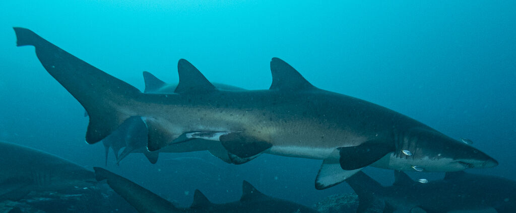 85cc9d1f-1e08-4925-a826-1fce5648725f