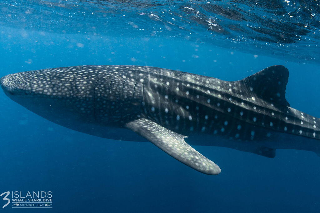 486ae258-b938-4683-ac63-dc7ad34fbf81