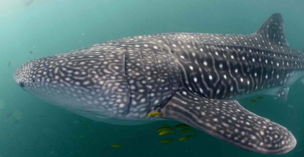 c2615aed-e54a-4ecf-8936-d654158f8dda