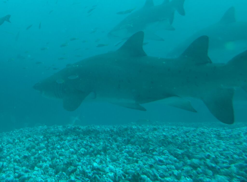 a2378b38-b1fe-43ea-aeb6-8f956e283446