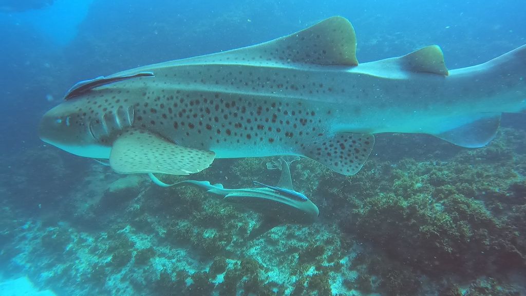 09b948f8-ca6c-4dbe-8520-b2c714309cdb