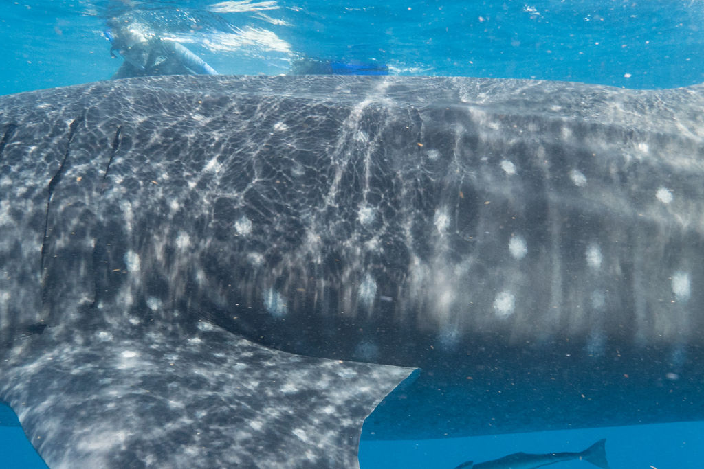 8a5c924d-fc07-494c-8f7f-68a6edf38d44