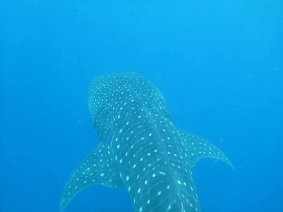 fc96feda-de19-4c30-9a27-58af62c505d0