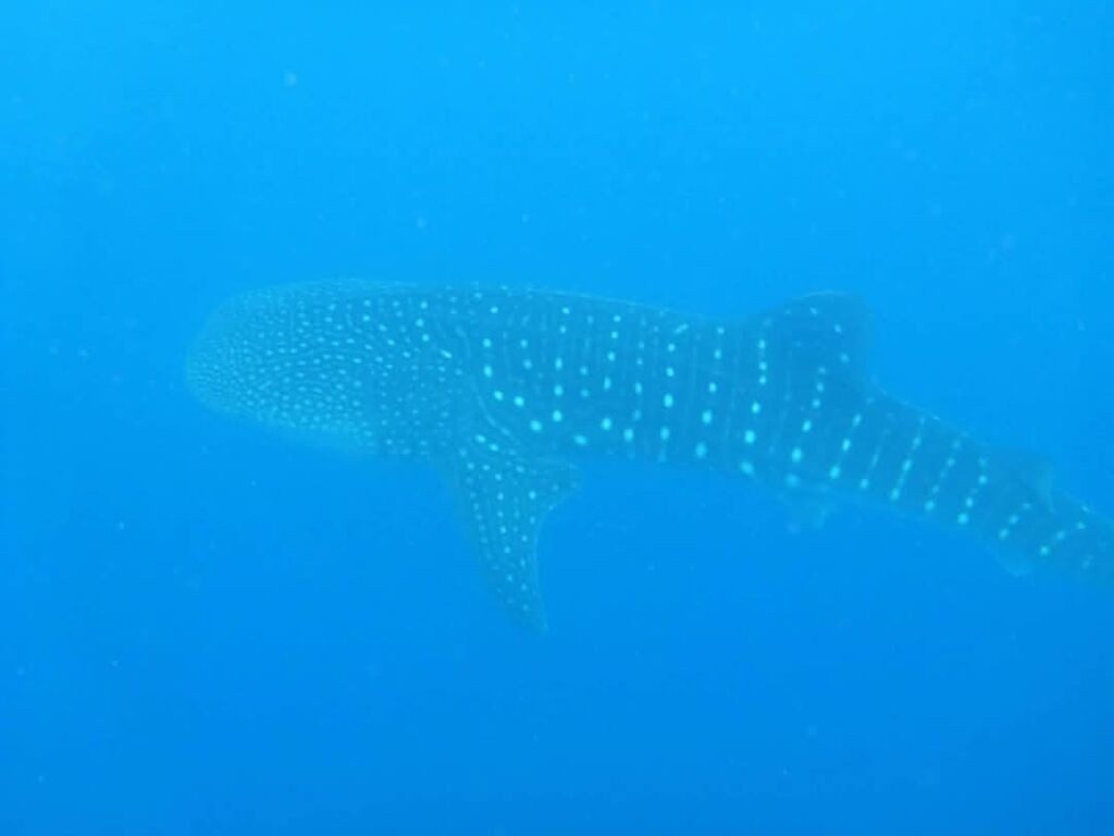 fc96feda-de19-4c30-9a27-58af62c505d0