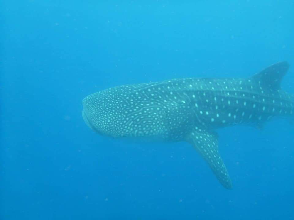 fc96feda-de19-4c30-9a27-58af62c505d0