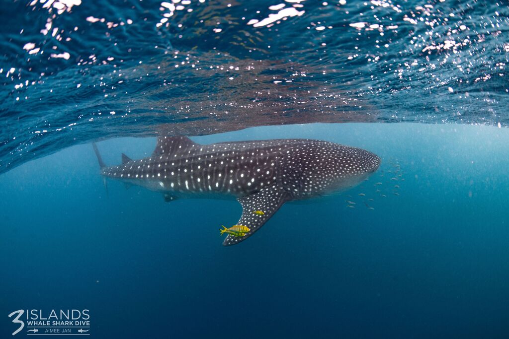 90c07d4c-2d53-4e8c-8c26-35c2974f9cf7