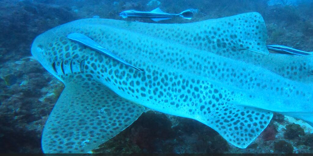 04d40a8b-c7d8-4325-8e54-6ac50baceee9