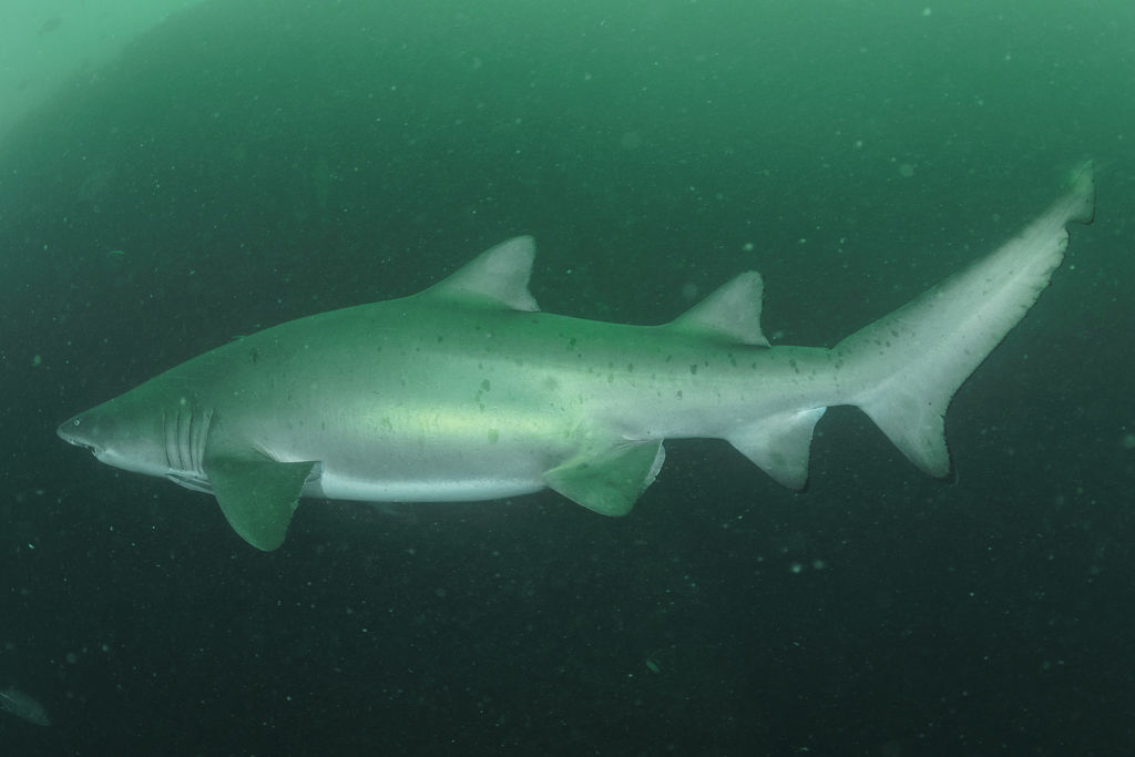 831ef2b4-043c-4111-8977-5d7b5b44273c