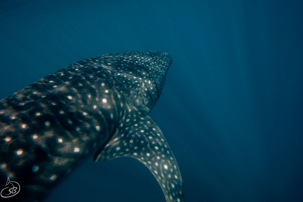 8cf42396-240d-4dd0-820e-676e95ace1c1