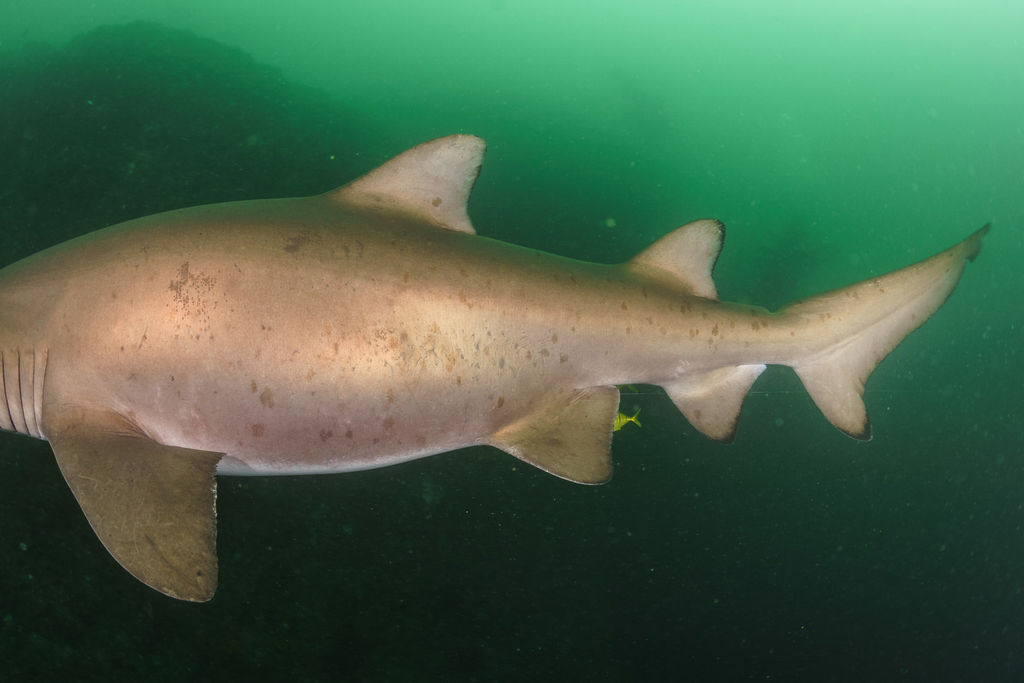 f0ddf070-e252-4f3a-a38b-d7da32e331dd