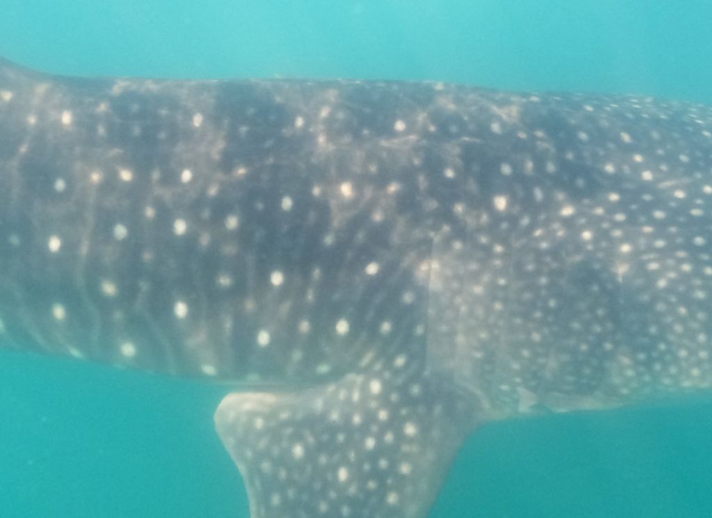 269c0a43-79e1-4959-a856-3370a5e1753f