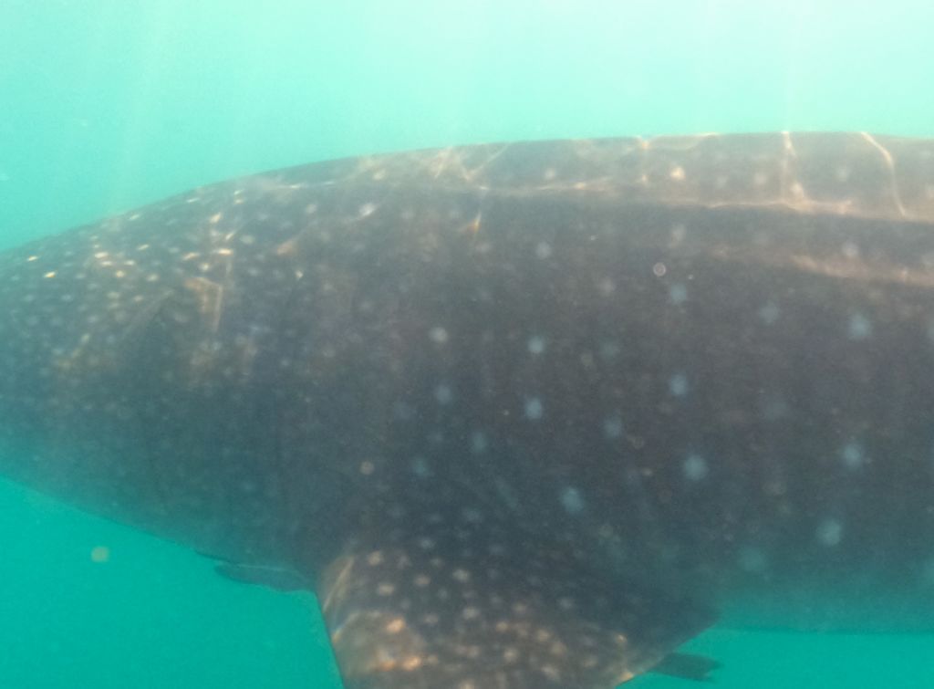 269c0a43-79e1-4959-a856-3370a5e1753f