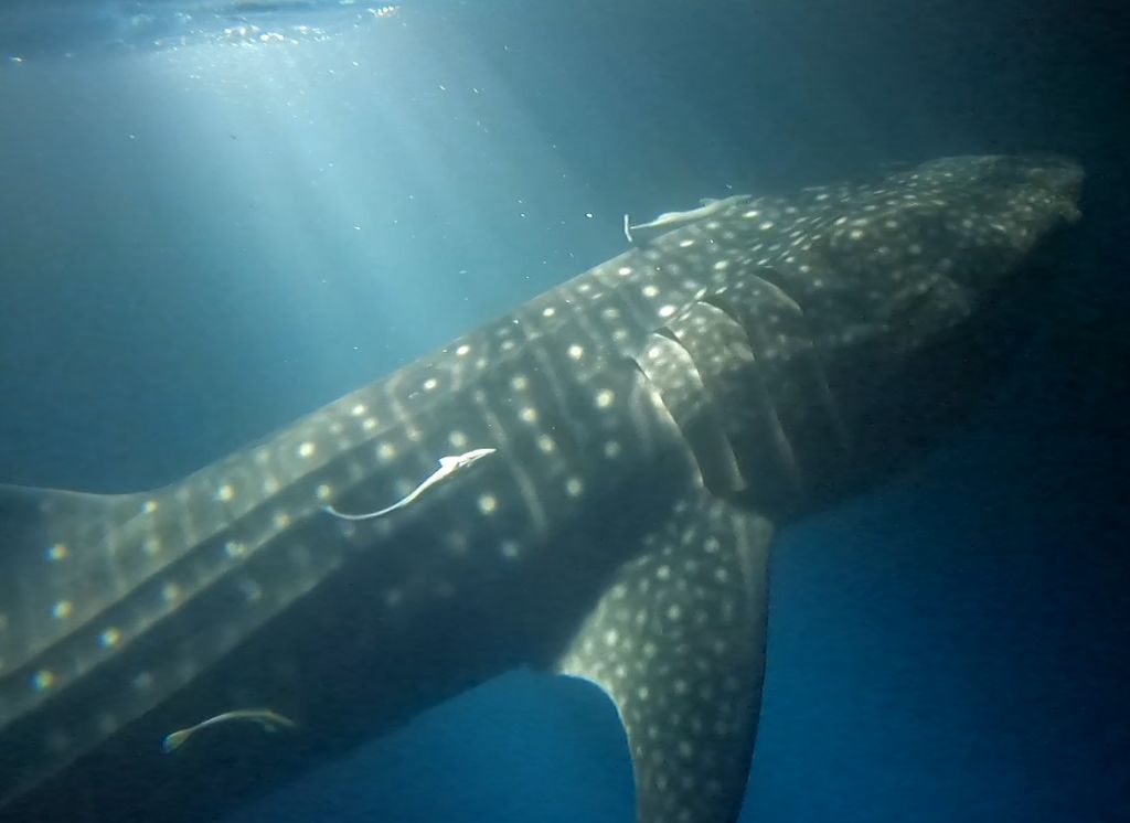 1366b1e3-191c-4dfb-a796-f6d56863c082