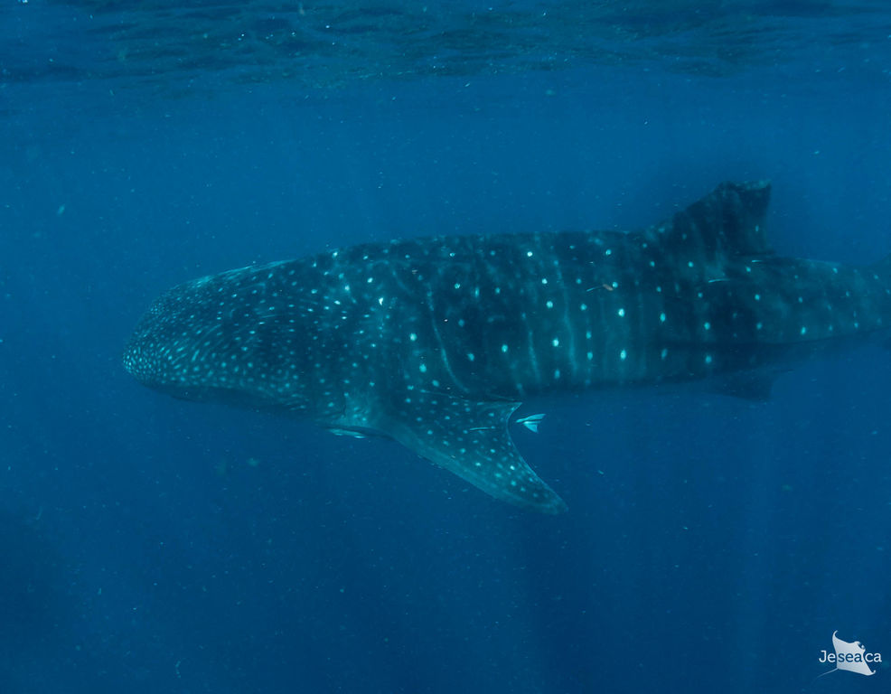 26eded3b-8238-4ac4-abfa-12f5131d914a