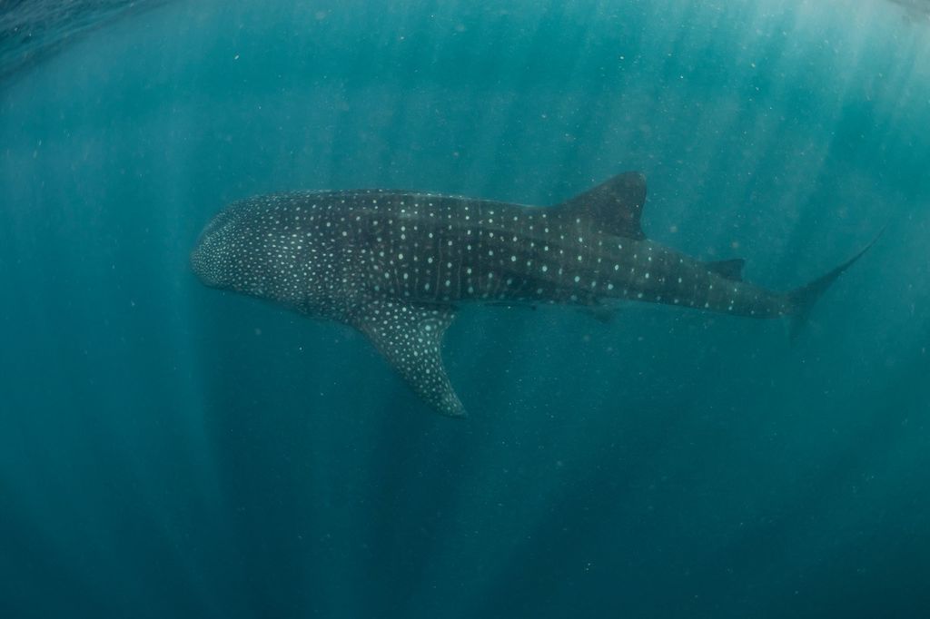 033708c4-e2bd-40d9-a4bb-bf510d574937