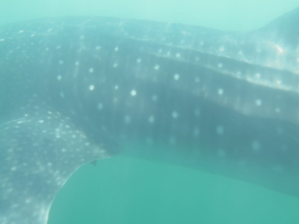 ceb830d8-7417-478f-94ca-8d5579b525be