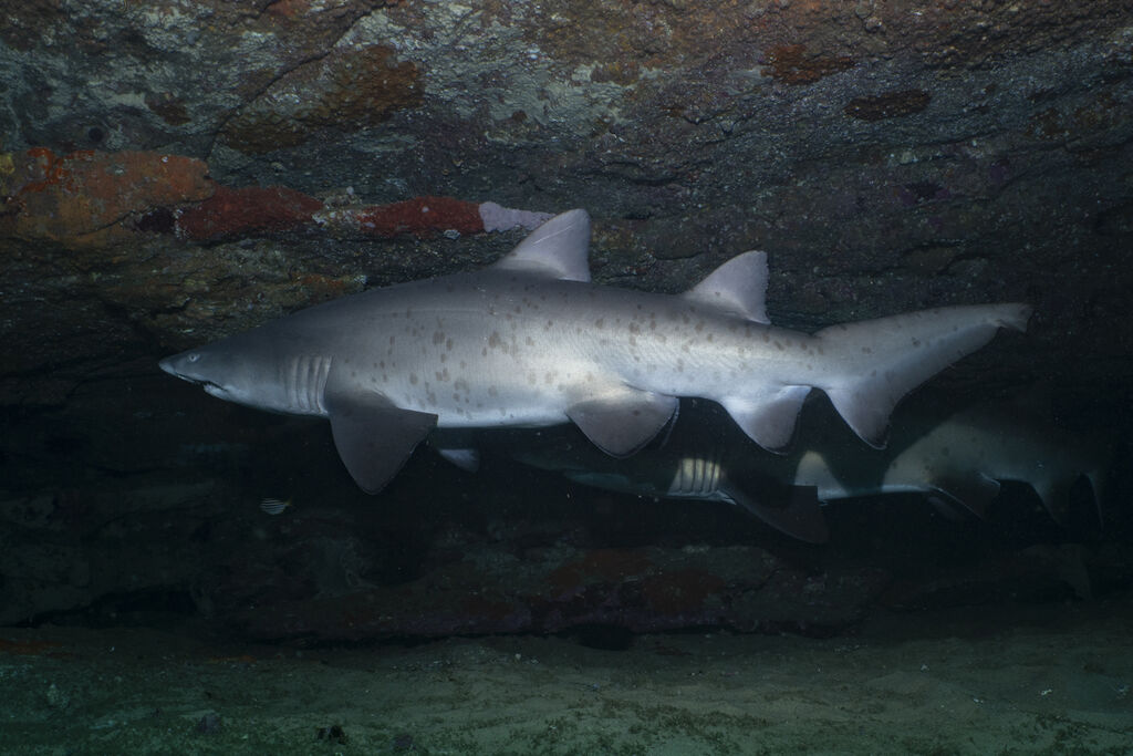 9c596d60-c2d6-42f8-860a-e165cff9884a