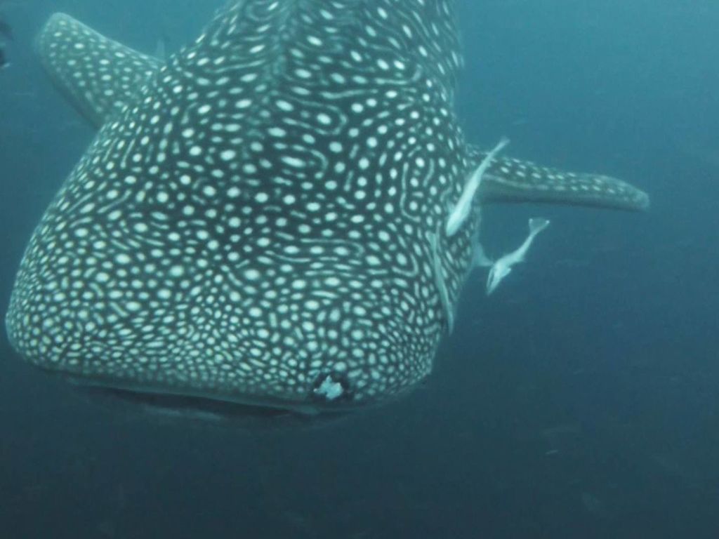 c875edce-6d87-4c32-84cb-c25152a7f20e