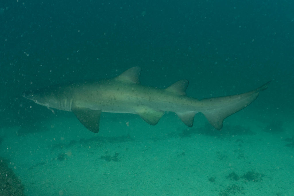 1a2cd14e-cf21-426a-8db2-fb3d665a848f