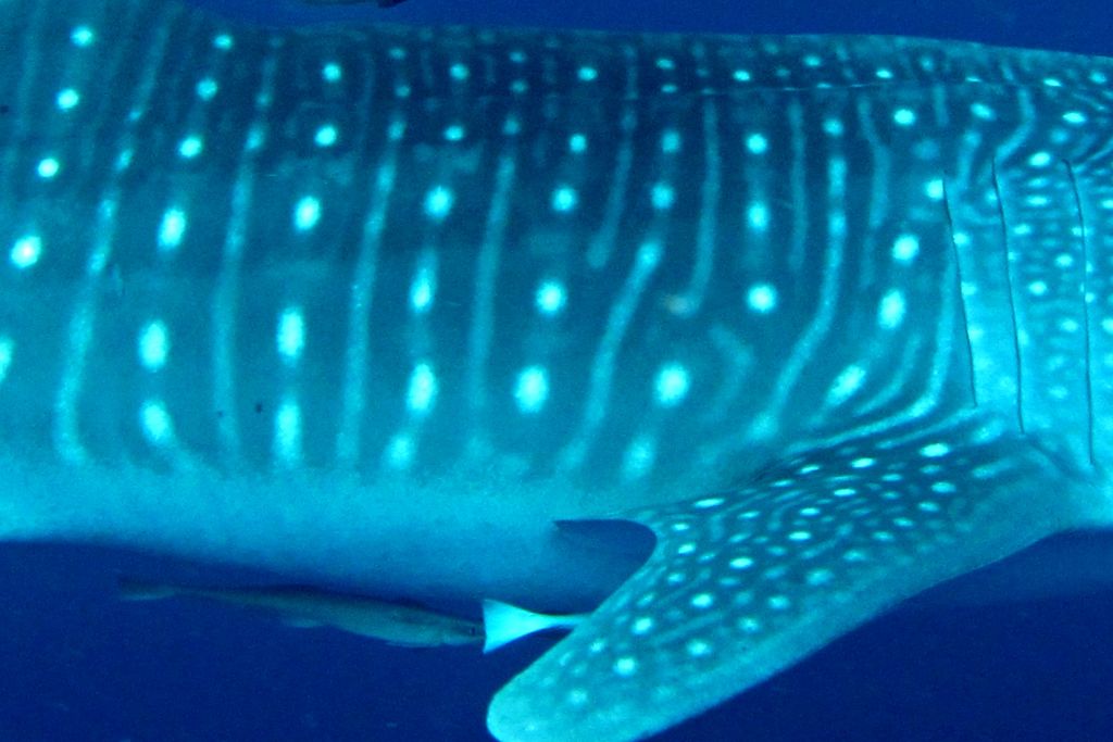 2de18a2d-2690-4c50-a677-632261e84057