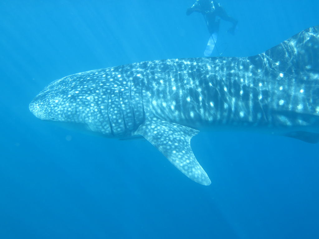 b036acb9-deba-43b8-9115-76e929c22fb7