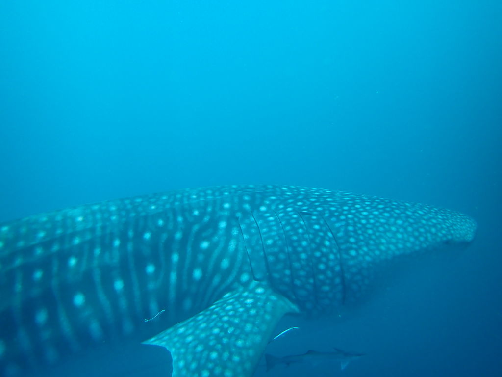 b036acb9-deba-43b8-9115-76e929c22fb7