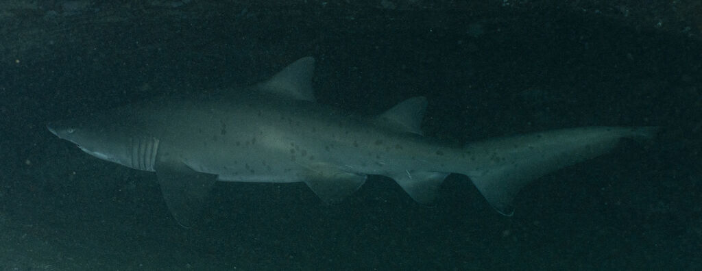 cccbddc7-8ae5-4862-b583-d89694d0d97d