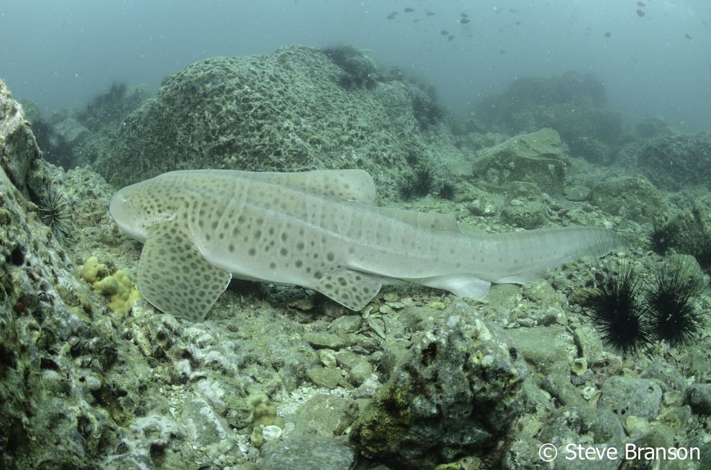 88f4b7c8-cf23-44ad-b3c8-96de2a5d999b