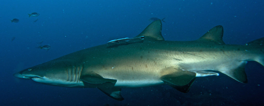 056c7a52-a38b-4f32-aa87-9751013096cc