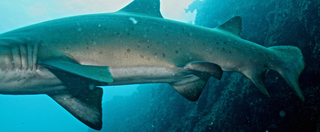 e165e5b3-3a4d-42de-9c3f-b1561bdd49ef