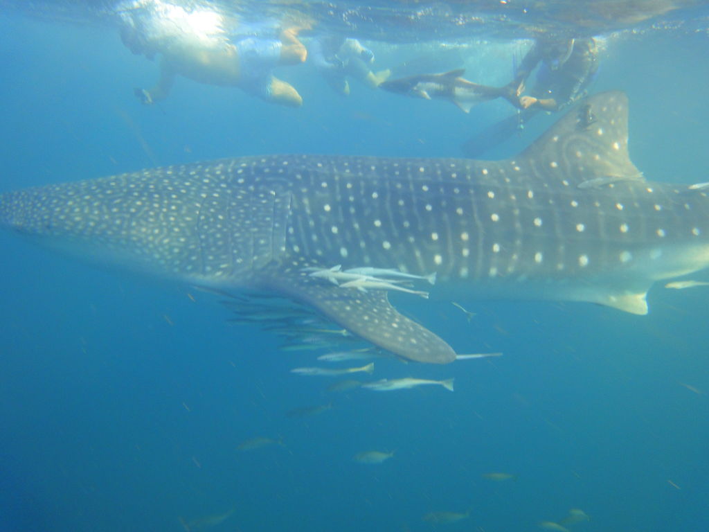 504f1b51-8fc7-4237-8b77-5cdc702e23ff