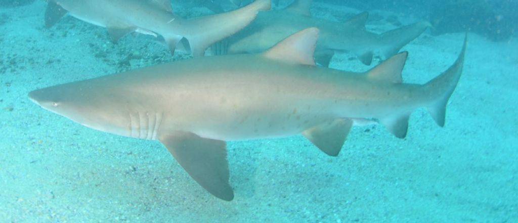 a8504f4c-3fd0-44ce-8a31-63a8823bd5ad