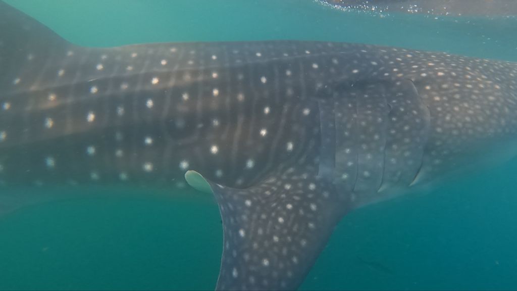 cab7e34a-f2b3-4c53-835e-d8d99de1a17d