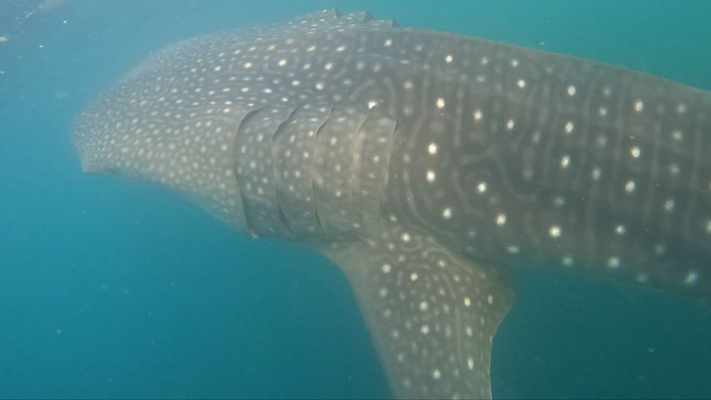 cab7e34a-f2b3-4c53-835e-d8d99de1a17d