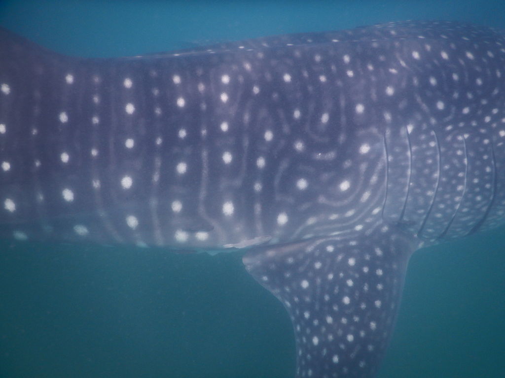 68dc9a27-a150-444f-a4f1-931c279ae351