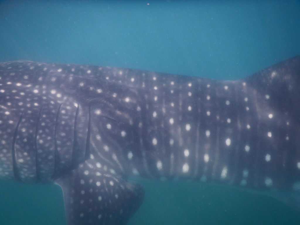 68dc9a27-a150-444f-a4f1-931c279ae351