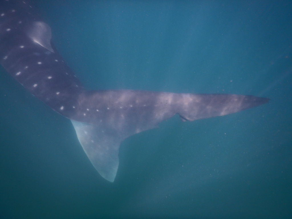 68dc9a27-a150-444f-a4f1-931c279ae351