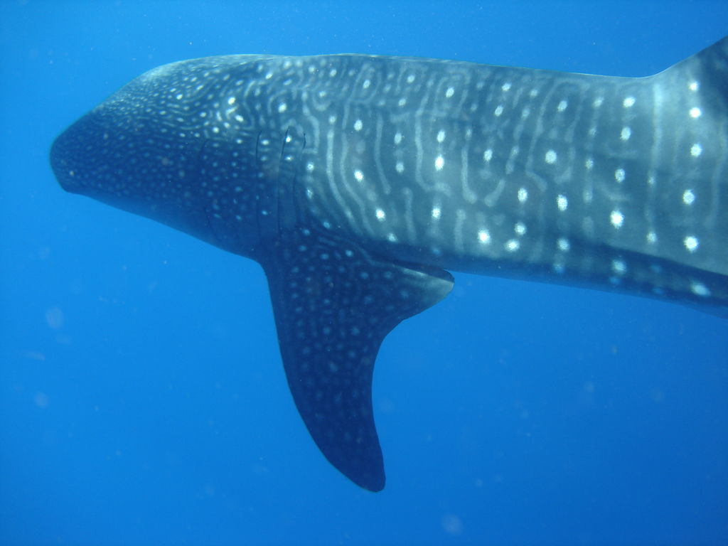 d09765ce-86a0-4e9a-84a2-28fc54a559ee