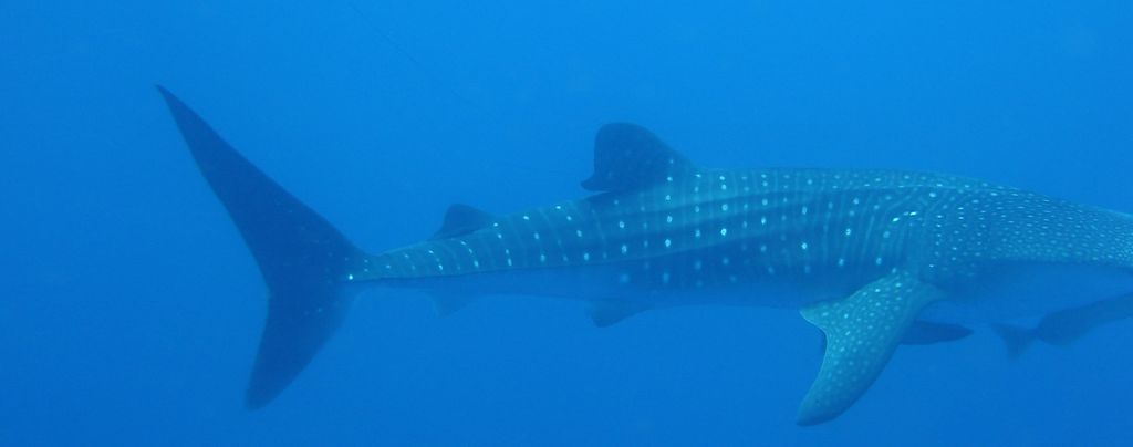 d09765ce-86a0-4e9a-84a2-28fc54a559ee