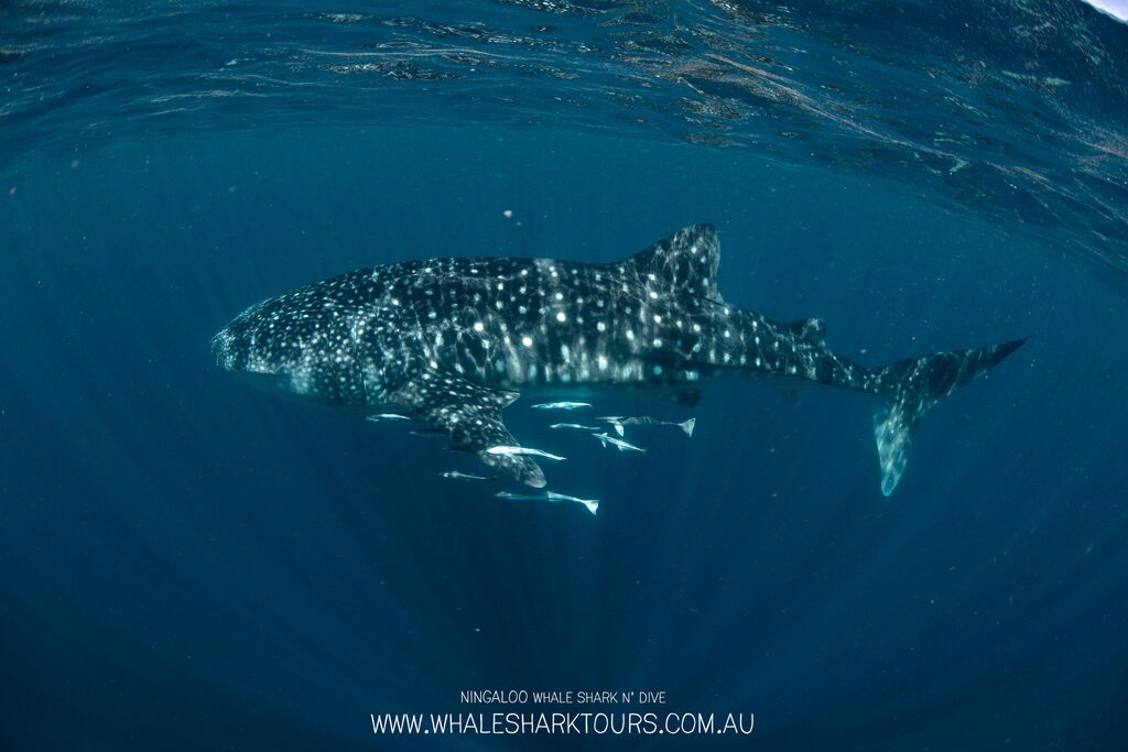 440332b2-23be-40c8-87e5-44a4dc4398cf