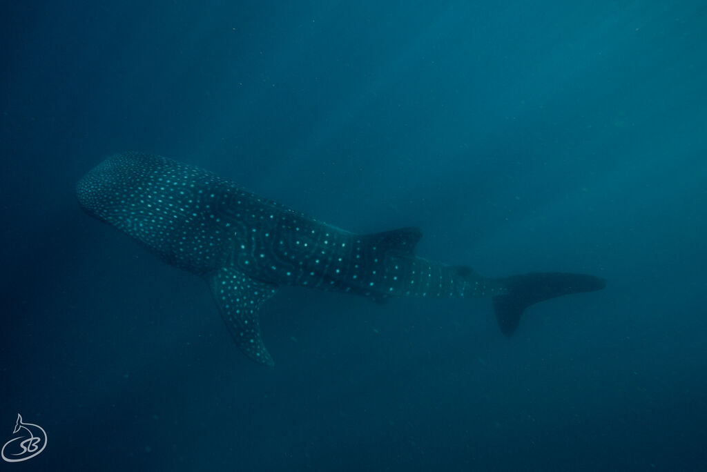 8cf42396-240d-4dd0-820e-676e95ace1c1