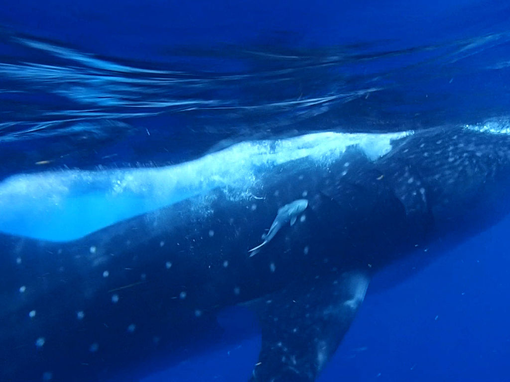 bfbf69ef-a850-479e-ba9c-37814cf284a6